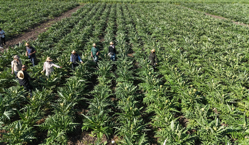 Akademisyen Eli Değdi, Amik Ovası Şifalandı: 5 Dönümden 120 Dönüme Enginar Zaferi