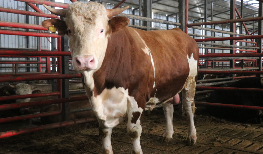 1,5 tonluk dev tosun, 950 bin liraya vitrine çıktı