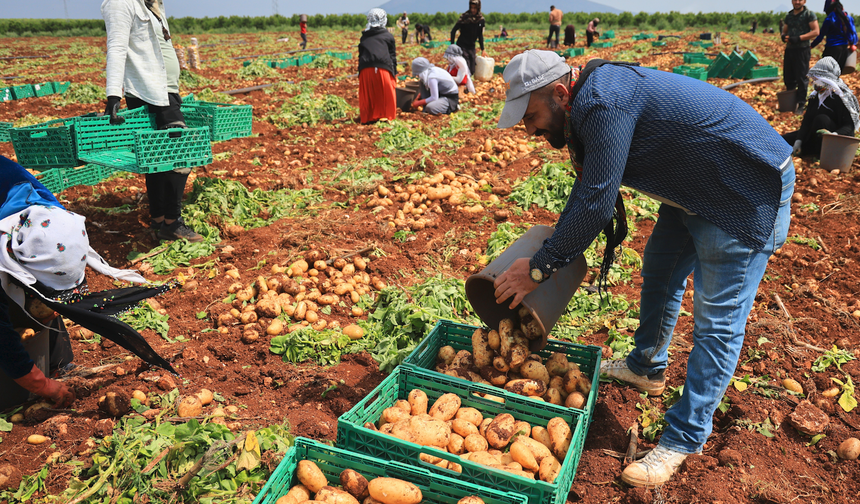 Adana’da ‘Sarı Altın’ Hasadı Başladı: Yağmurlar Vurdu, Rekolte Düştü