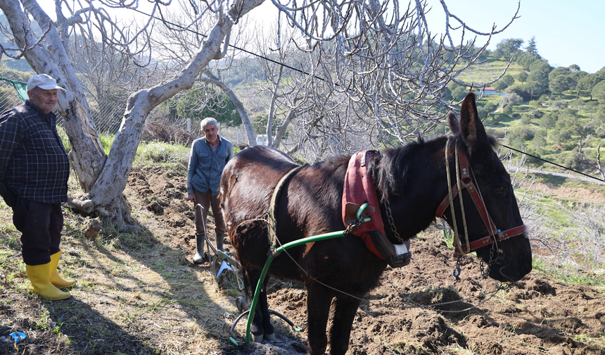 Gençler köyü terk edince iş yaşlılara kaldı