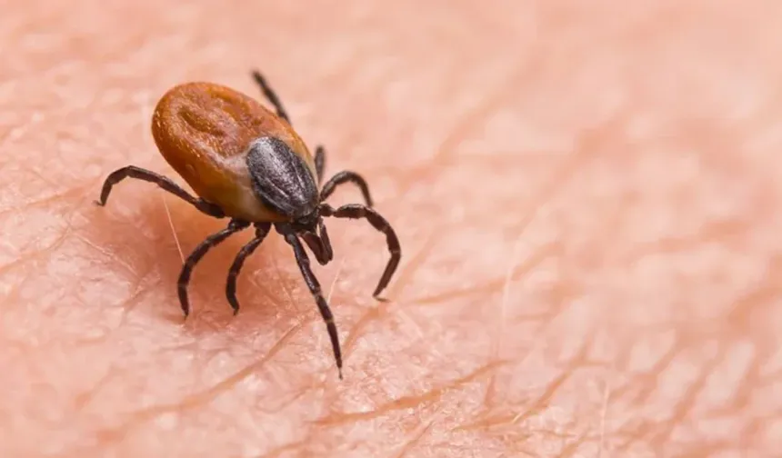 Keneye Karşı Kritik Uyarı: 10 Gün İçinde Öldürebilir!