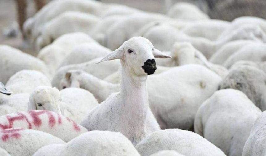 Kırsalda Bereket Başlıyor: 100 Küçükbaş Hayvan ve Nakdi Destek İçin Başvurular Açıldı!