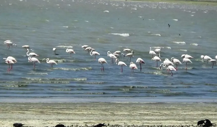 Erçek Gölü Pembeleşti: "Allı Turnalar" Göç Yolunda Van Gölü Havzası’na Geldi