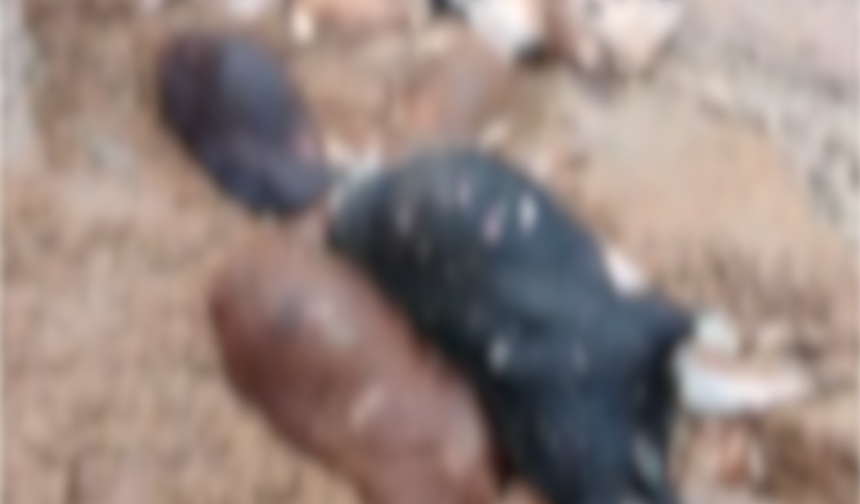 Bir Gecede Her Şey Bitti! 25 Hayvan Telef Oldu