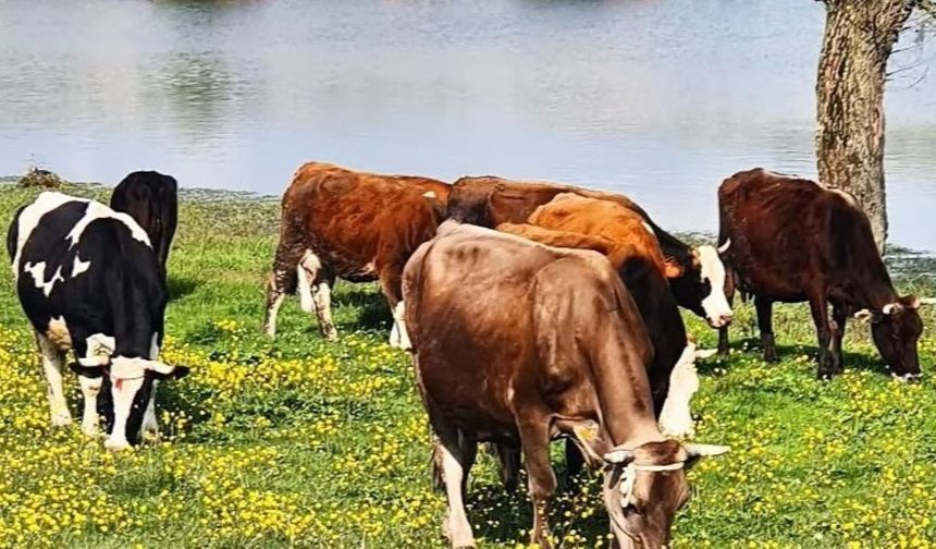 TAVŞANLI’DA 4 MİLYON TL’LİK DEV HAYVANCILIK HAMLESİ