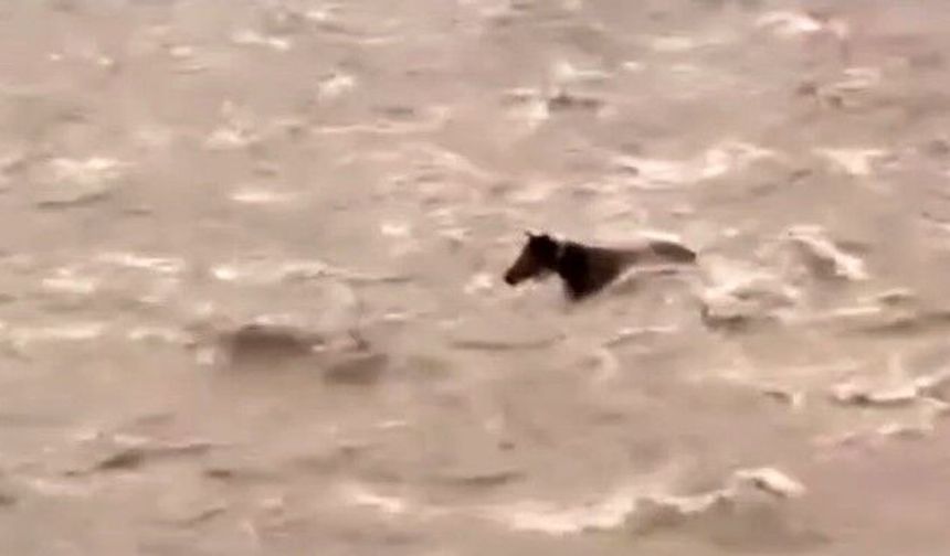 Bingöl'de Sel Sularına Kapılan Atın Yaşam Mücadelesi