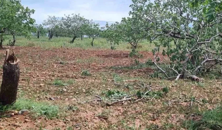 Gaziantep'te Süper Hücre Dehşeti: Çiftçinin Umudu Yıkıldı