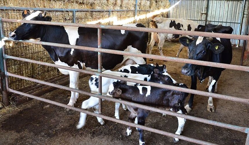 Müjde: 2025 Yılı Buzağı Destekleme Ödemeleri Başladı!