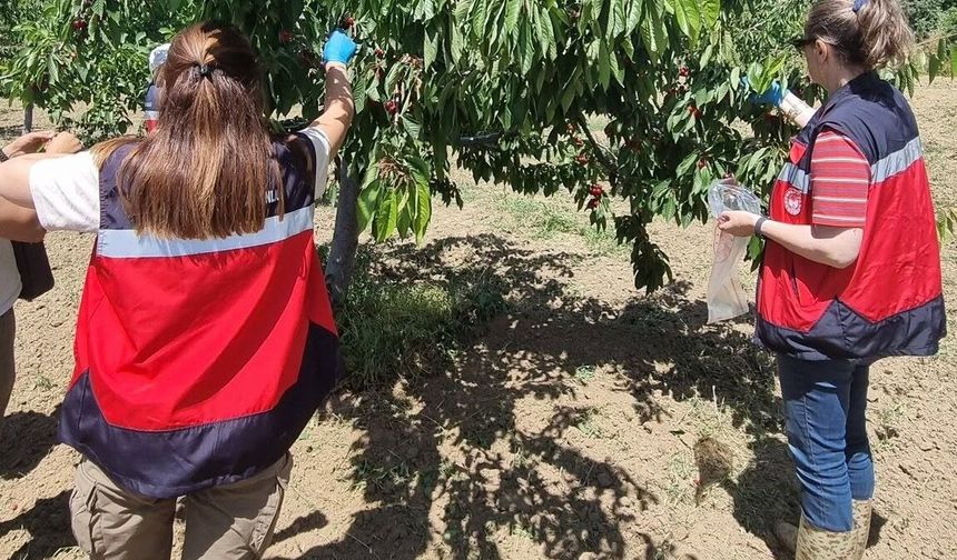 Kütahya’da kirazda hasat öncesi pestisit denetimleri başladı