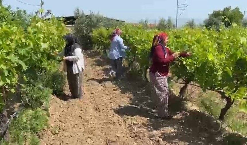 Belgesi olmayan 1 Temmuz'dan sonra zirai ilaç alamayacak