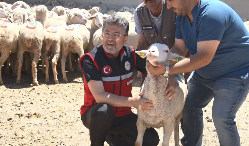 Kırsala 160 bin küçükbaş desteği: İlk teslimat yapıldı