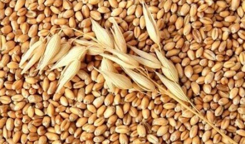 BUĞDAY VE ARPA ALIM FİYATLARI AÇIKLANDI!