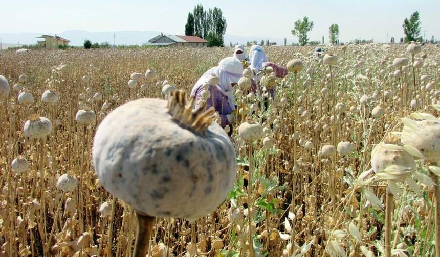TMO, 2026 Haşhaş Tohumu Alım Fiyatını Açıkladı