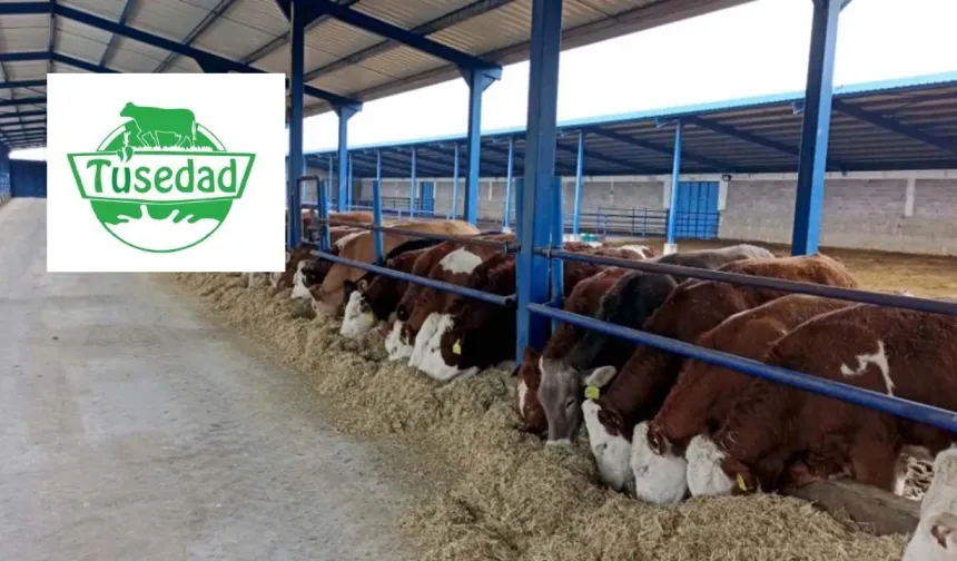 TÜSEDAD açıkladı: Temmuz ayı 1 litre sıcak çiğ süt üretim maliyeti 26,87 TL