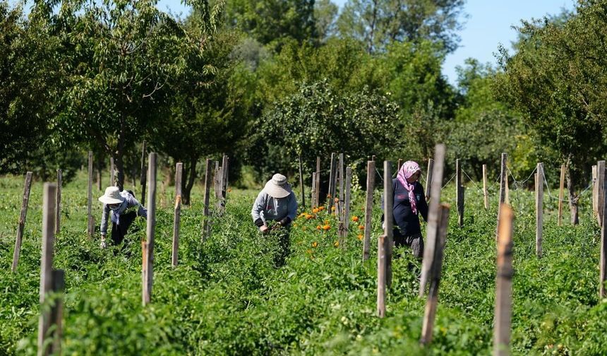 Bolu'da Yüz Yıllık Miras İçin Düğmeye Basıldı: Hasat Başladı