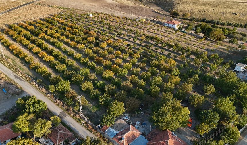 Yozgat'ta Ceviz Hasadı: Verim Yüksek, Fiyat Düşük